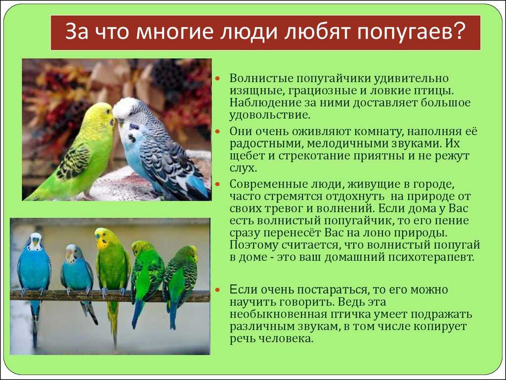 Интересные факты о попугаях. самые-самые
