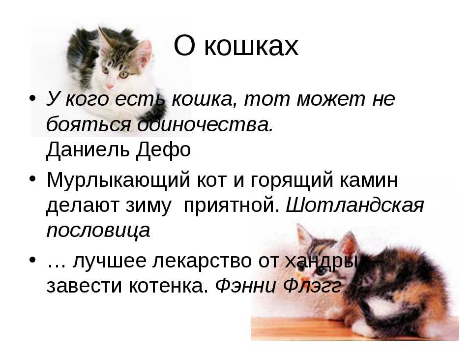 Сочинение для 5 класса мое любимое животное: про собаку, кошку, попугая :: дети :: клео.ру