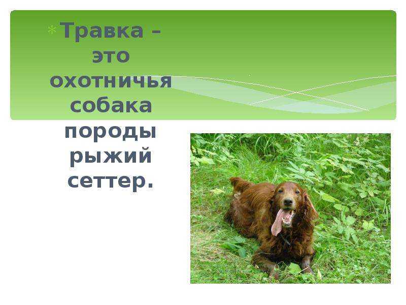 Характеристика героя травка, кладовая солнца, пришвин. образ персонажа травка