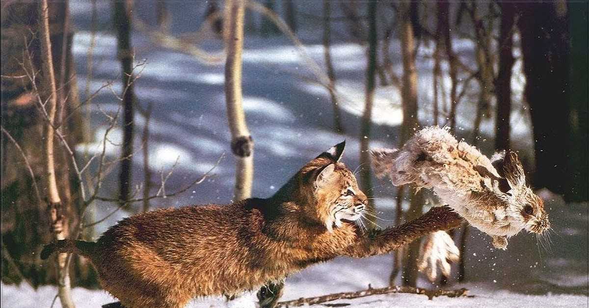 Медведь — хозяин леса - сочинения и рассказы про медведя