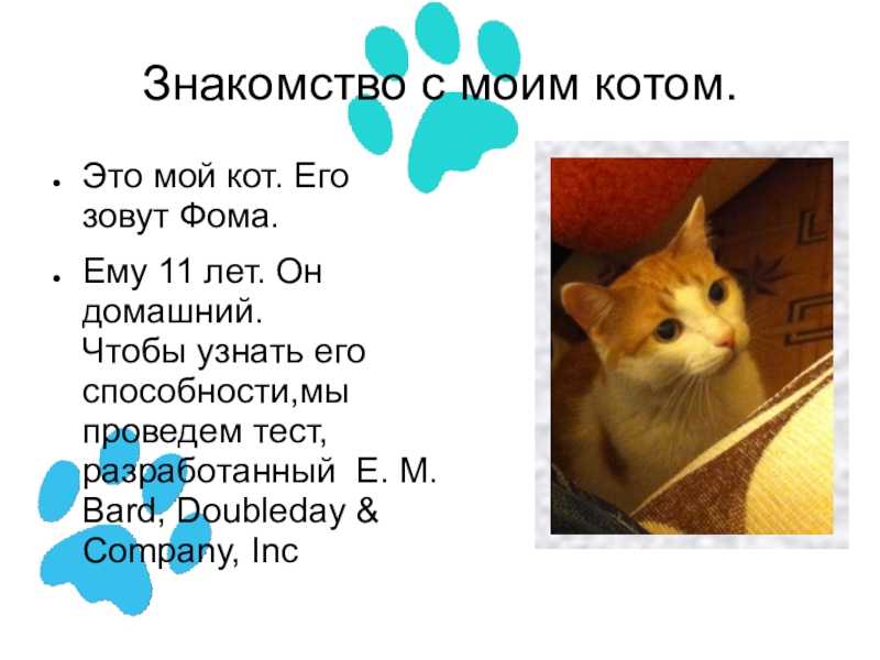 Сочинение на тему: мой кот (2 варианта и 7 похожих топиков)