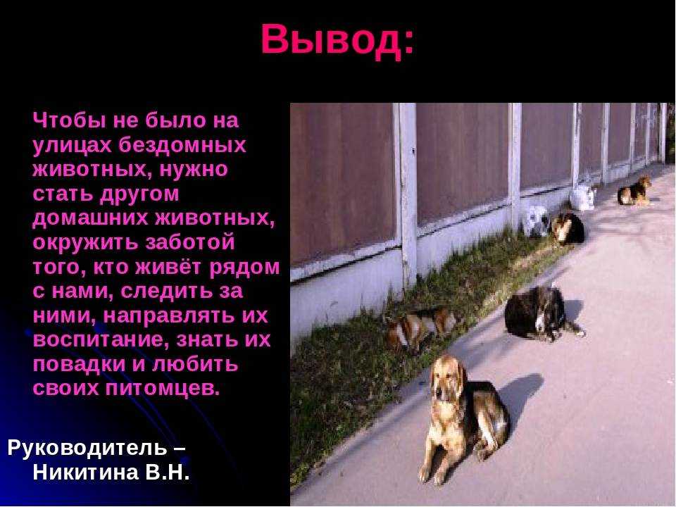 Бездомные животные, сочинение