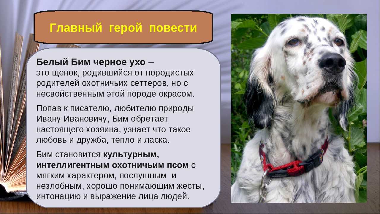 Белый бим черное ухо (сочинение 9.3 школьникам 5, 6 классов)