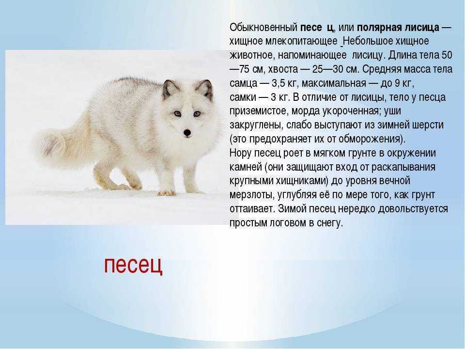 Гороскоп недостатков: осторожно, львы!
