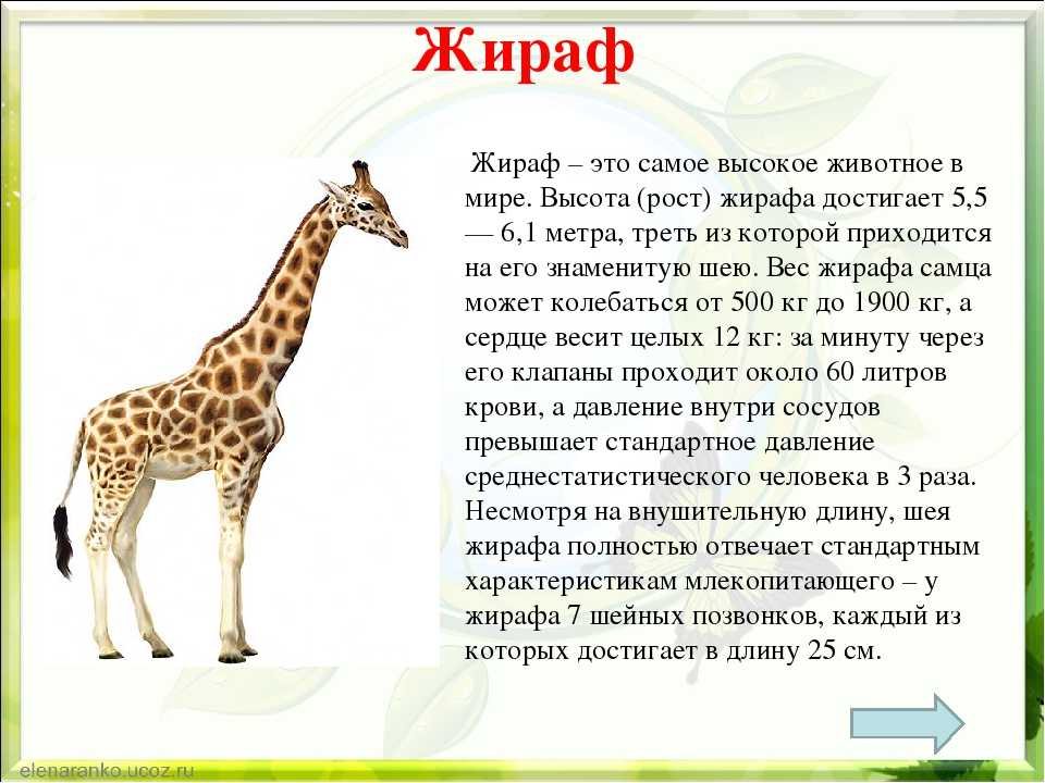 Как написать сочинение моё любимое животное лев?
