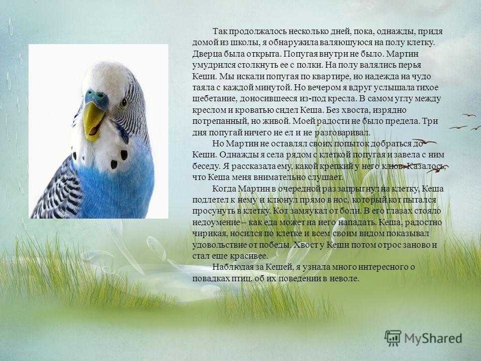 Попугаи - удивительные домашние животные Они очень весёлые, любознательные и умные Существует много видов этих птиц, начиная от маленьких и шустрых волнистых попугайчиков и заканчивая большими