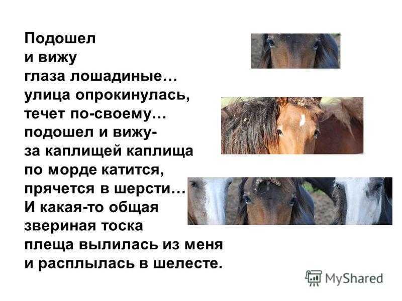 О чем плачут лошади краткое содержание анализ