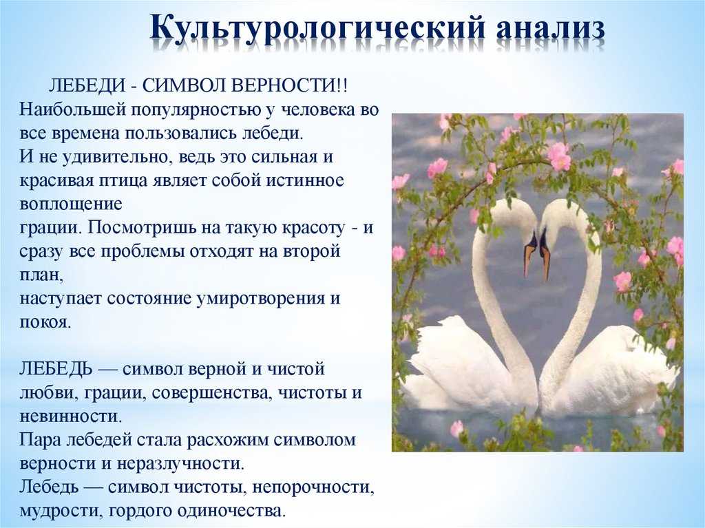 Семейные чувства лебедей