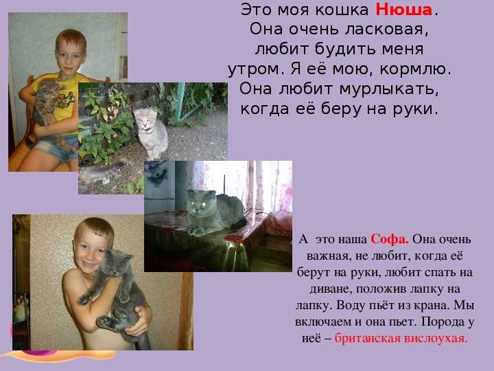 Сочинение на тему сострадание к братьям нашим меньшим