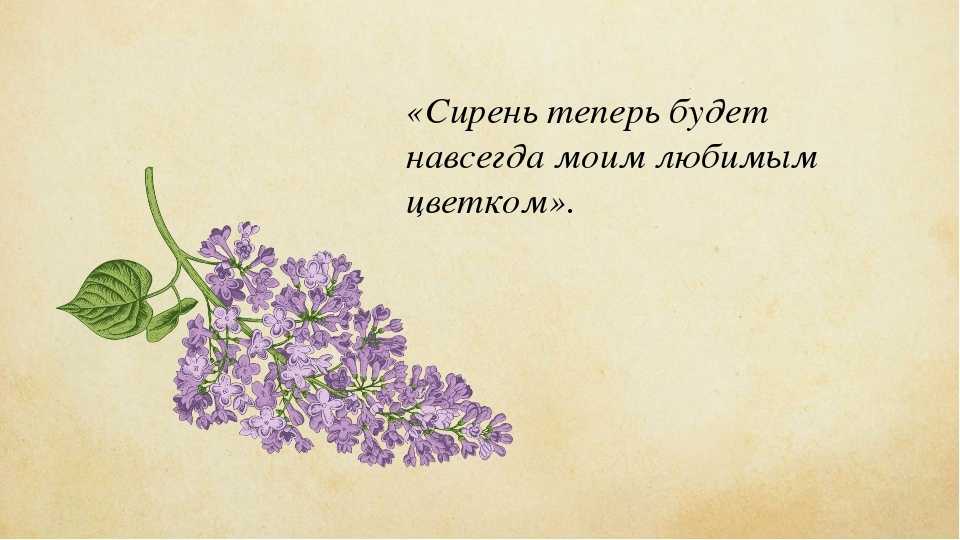 В чем счастье веры алмазовой. сочинение по рассказу куприна «куст сирени» на тему «счастлива ли вера алмазова? несколько интересных сочинений