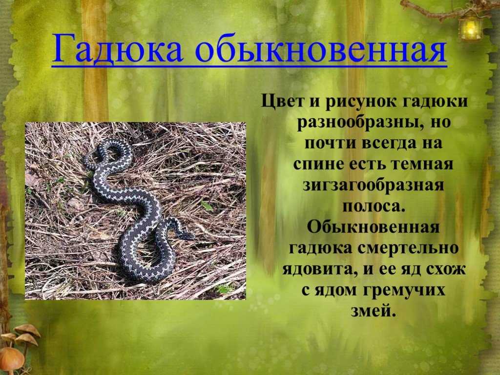 Гадюка краткое содержание