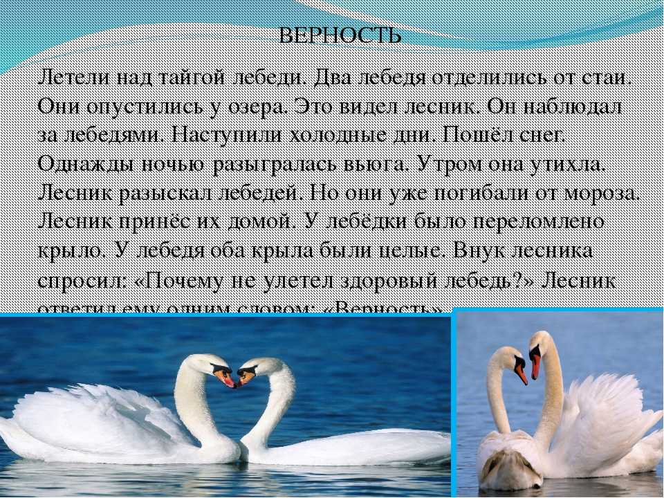 Что означает лебедь в библии?  значение символа и знака