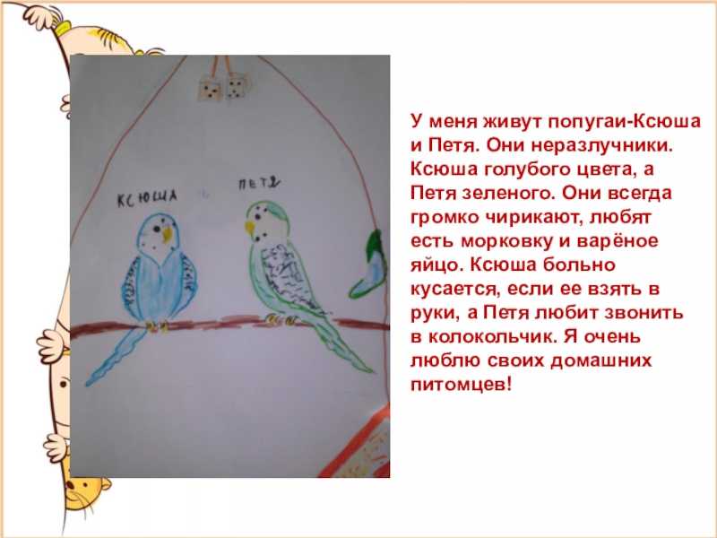 Виды домашних и говорящих попугаев, их характеристика и особенности поведения